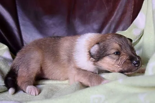 Piesek Owczarek szkocki długowłosy collie (ZKwP/FCI), Mazowieckie, Połazie Świętochowskie