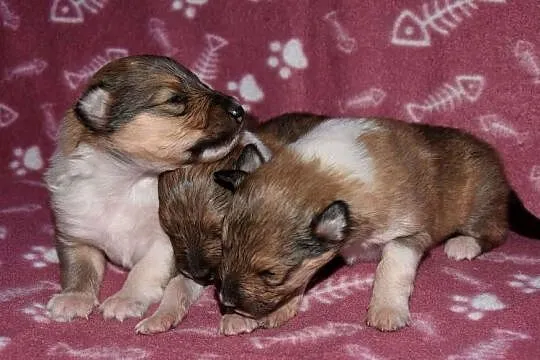 Piesek Owczarek szkocki długowłosy collie (ZKwP/FCI), Mazowieckie, Połazie Świętochowskie