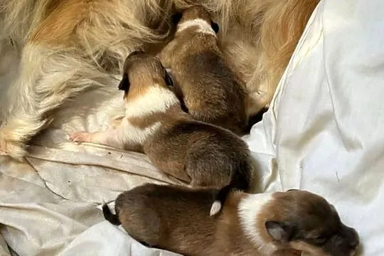 Piesek Owczarek szkocki długowłosy collie (ZKwP/FCI), Mazowieckie, Połazie Świętochowskie
