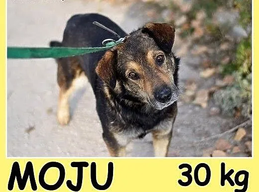 Dosyć duży 30 kg, przyjazny,przemiły,grzeczny psia