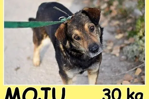Dosyć duży 30 kg, przyjazny,przemiły,grzeczny psia