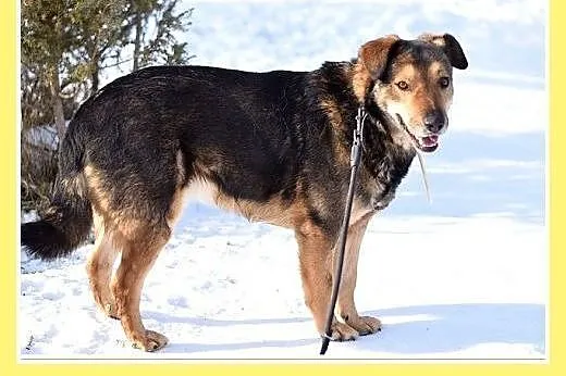 Dosyć duży 30 kg, przyjazny,przemiły,grzeczny psia