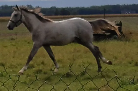 Sprzedam ogiera, , Koźminek