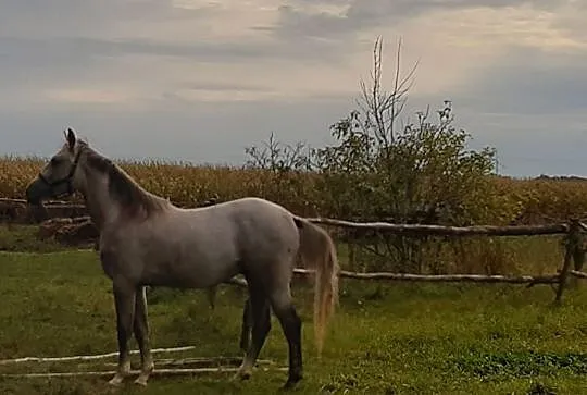 Sprzedam ogiera, Koźminek