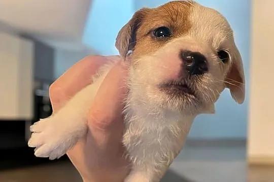 Szczeniaki Jack Russell Terrier