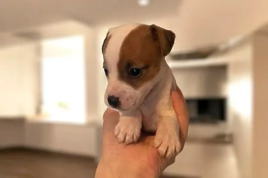 Szczeniaki Jack Russell Terrier, Dolnośląskie, Legnica