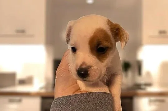 Szczeniaki Jack Russell Terrier, Dolnośląskie, Legnica