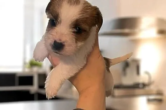 Szczeniaki Jack Russell Terrier, Dolnośląskie, Legnica