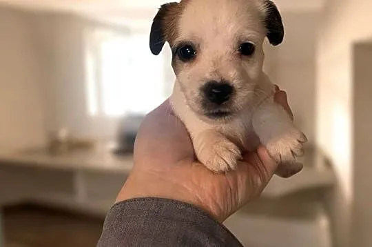 Szczeniaki Jack Russell Terrier, Dolnośląskie, Legnica