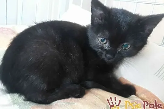 DRABINKA-miła, malutka czarna koteczka-szukamy tro, Kraków