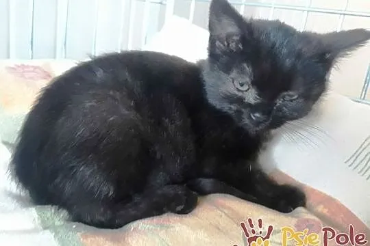 DRABINKA-miła, malutka czarna koteczka-szukamy tro, Kraków