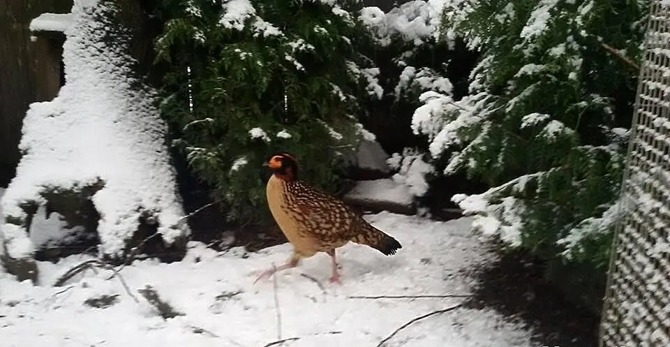 Tragopan plamisty