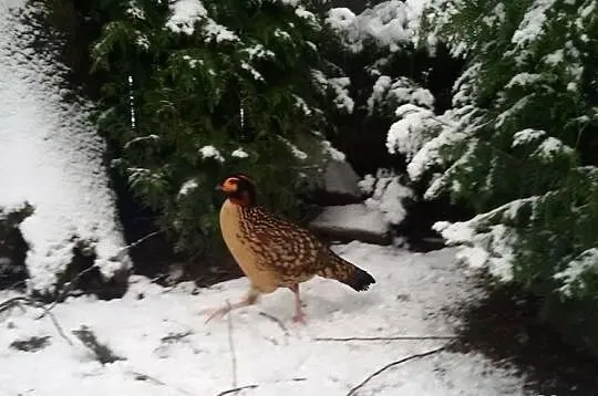 Tragopan plamisty