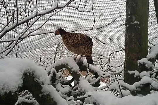 Tragopan plamisty