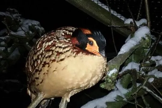 Tragopan plamisty
