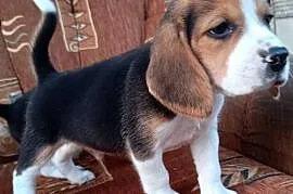 Szczeniaki Beagle