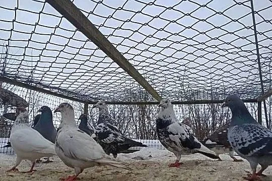 Gołębie sprzedam