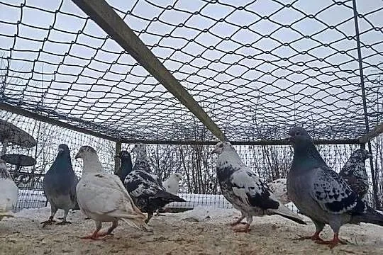 Gołębie sprzedam, Świętokrzyskie, Ćmielów
