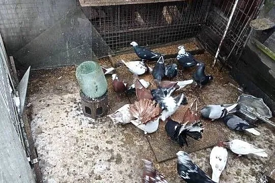 Gołębie sprzedam, Świętokrzyskie, Ćmielów