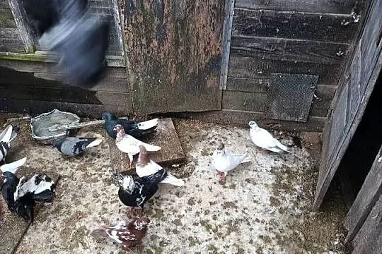 Gołębie sprzedam, Świętokrzyskie, Ćmielów