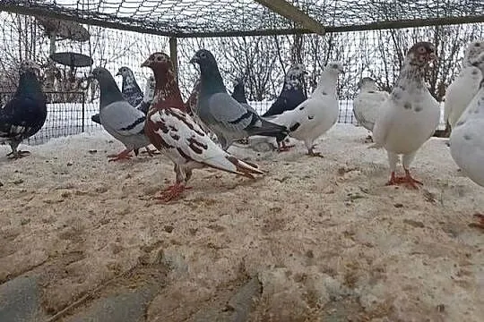 Gołębie sprzedam, Świętokrzyskie, Ćmielów