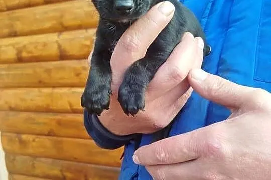 Śliczny piesek pinczer