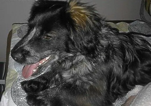 Simon - szukamy domu, mazowieckie Warszawa