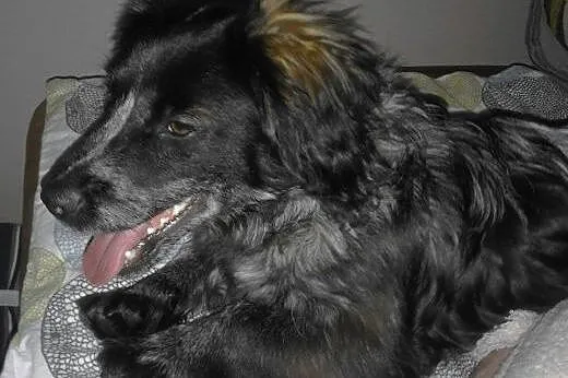 Simon - szukamy domu,  mazowieckie Warszawa