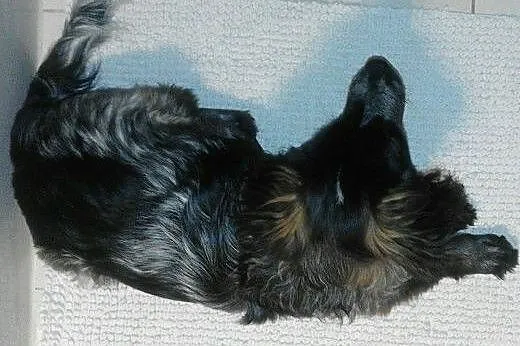 Simon - szukamy domu,  mazowieckie Warszawa