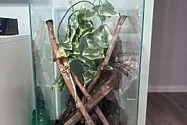 Gekon orzęsiony - 2 letni samiec wraz z całym terrarium