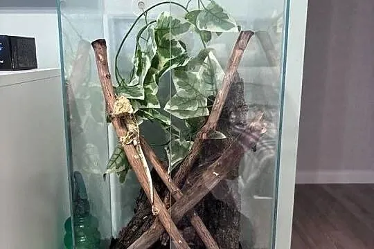 Gekon orzęsiony - 2 letni samiec wraz z całym terrarium