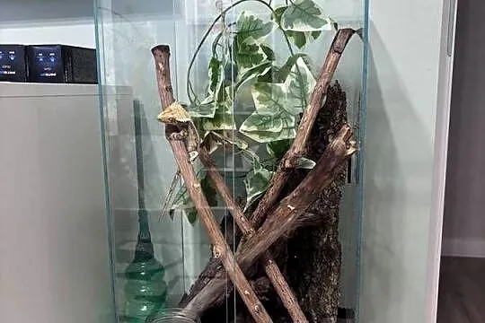 Gekon orzęsiony - 2 letni samiec wraz z całym terrarium, Zachodniopomorskie, Konikowo