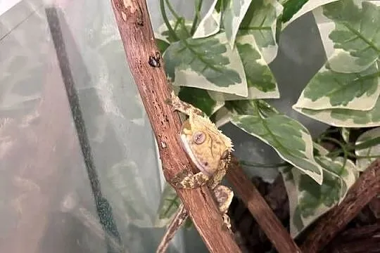Gekon orzęsiony - 2 letni samiec wraz z całym terrarium, Zachodniopomorskie, Konikowo