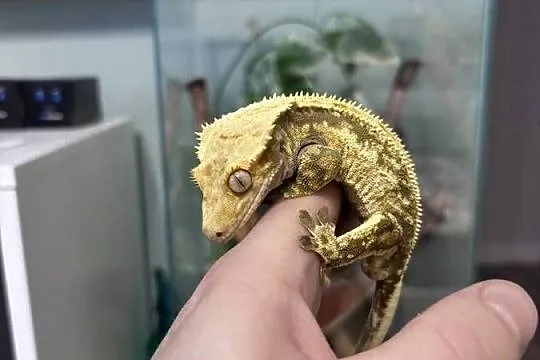 Gekon orzęsiony - 2 letni samiec wraz z całym terrarium, Zachodniopomorskie, Konikowo