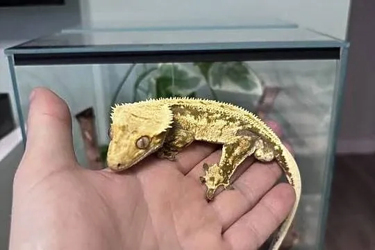 Gekon orzęsiony - 2 letni samiec wraz z całym terrarium, Zachodniopomorskie, Konikowo