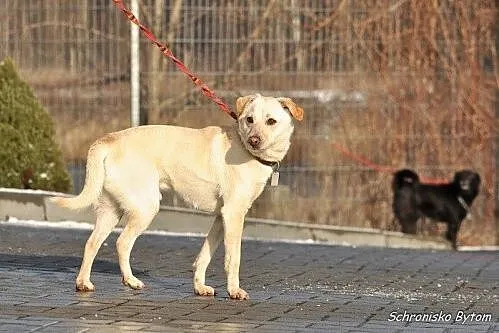Gonzo niekonfliktowy, zrównoważony przyjaciel do a