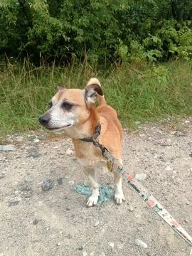 Maleńki Fikuś, domowy psiaczek szuka domu!  Malutki Fikuś został sam po śmierci swojego opiekuna. Ki, , Warszawa