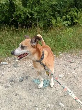 Maleńki Fikuś, domowy psiaczek szuka domu!  Malutki Fikuś został sam po śmierci swojego opiekuna. Ki, , Warszawa