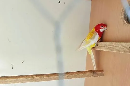 Papugi faliste nimfy i inne, Kujawsko-pomorskie, Dobrzyń nad Wisłą