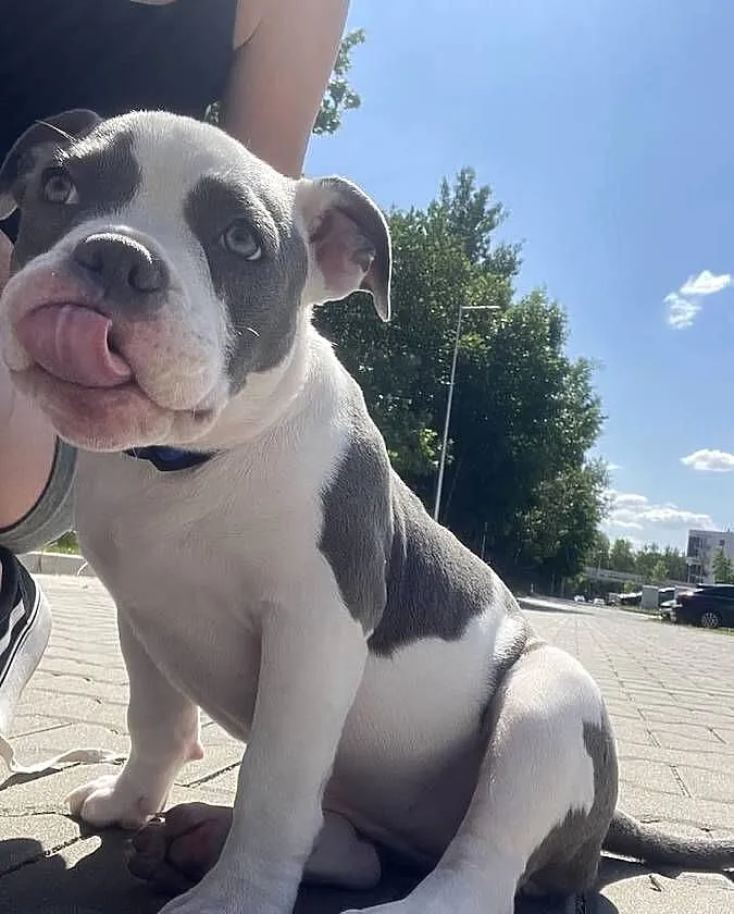 Suczka szczeniak american bully pocket Abck samiczka pies piesek, Śląskie, Sosnowiec