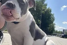 Suczka szczeniak american bully pocket Abck samiczka pies piesek