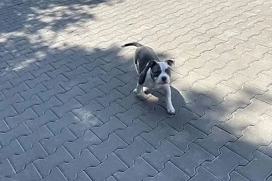 Suczka szczeniak american bully pocket Abck samiczka pies piesek, Śląskie, Sosnowiec