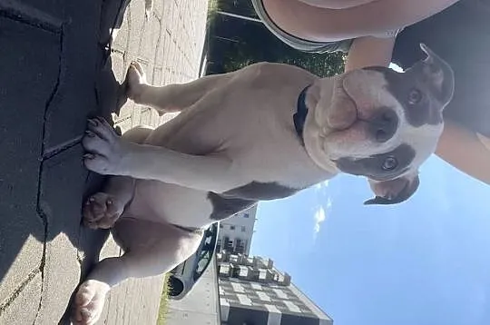 Suczka szczeniak american bully pocket Abck samiczka pies piesek, Śląskie, Sosnowiec
