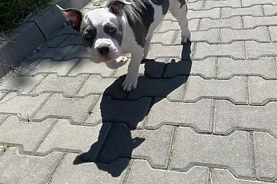 Suczka szczeniak american bully pocket Abck samiczka pies piesek, Śląskie, Sosnowiec