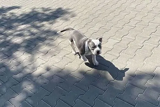 Suczka szczeniak american bully pocket Abck samiczka pies piesek, Śląskie, Sosnowiec