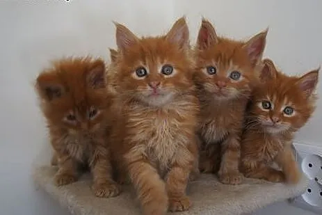 MAINE COON - do odbioru - rodowód,  Koty maine coo