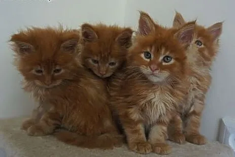 MAINE COON - do odbioru - rodowód,  Koty maine coo