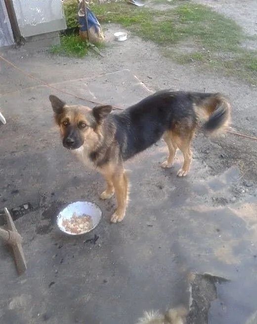 Figo mix onka szuka domu, łódzkie Poddębice