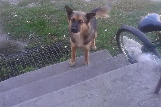 Figo mix onka szuka domu,  łódzkie Poddębice