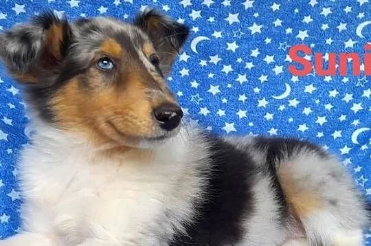 Owczarek Szkocki - szczeniaczki Blue merle, Łódzkie, Bełchatów
